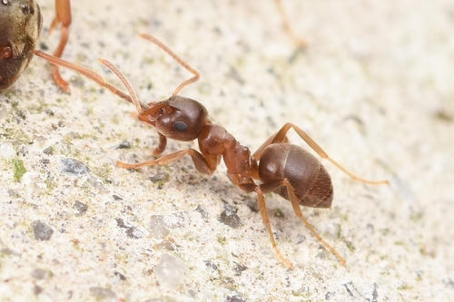 沃氏毛蚁Lasius vostochni