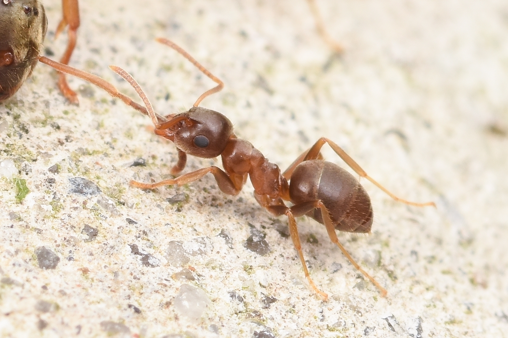 Lasius vostochni