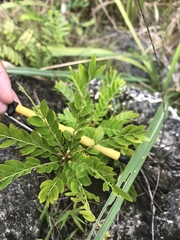 Phyllanthus marianus