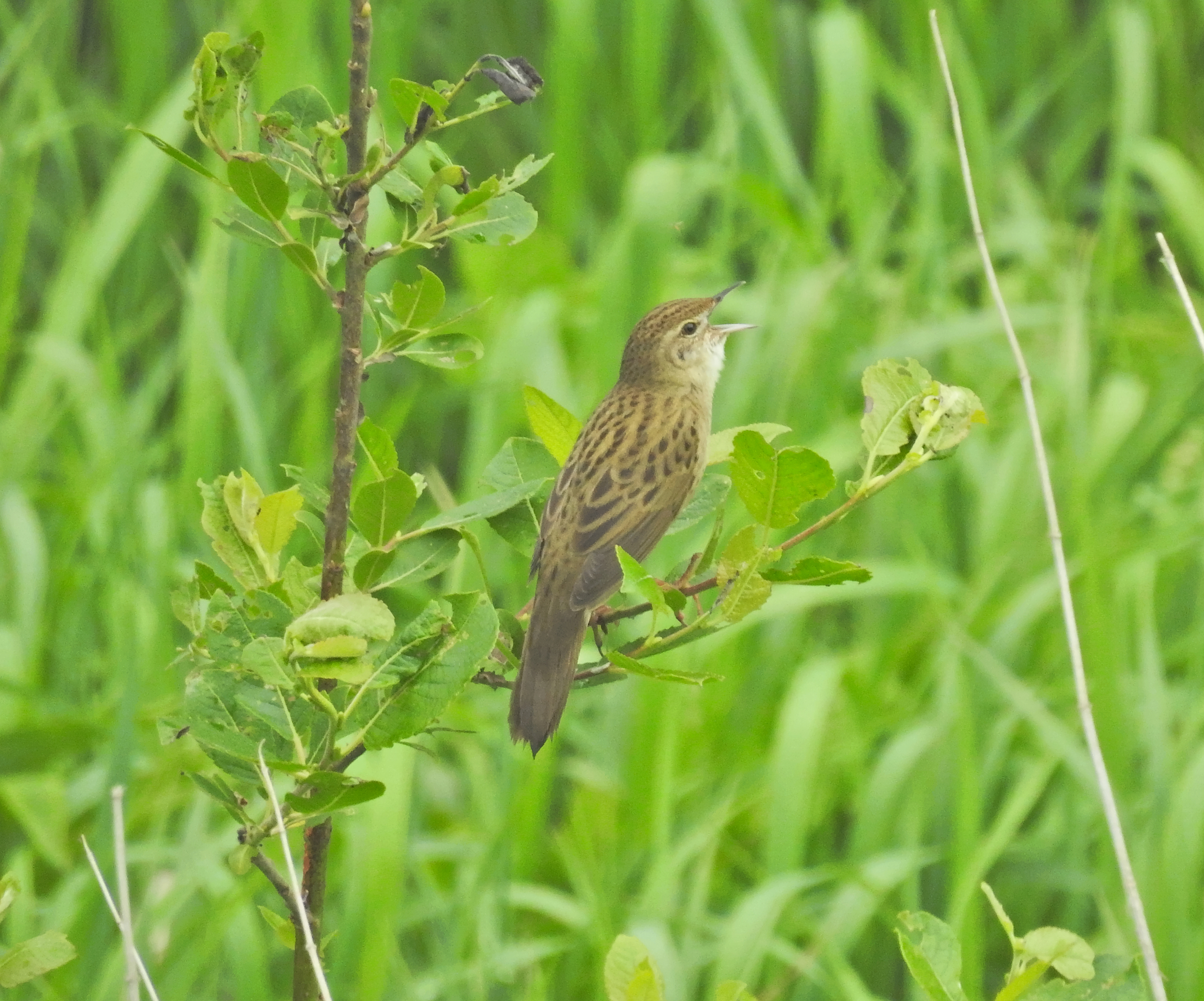 Common Grasshopper Warbler