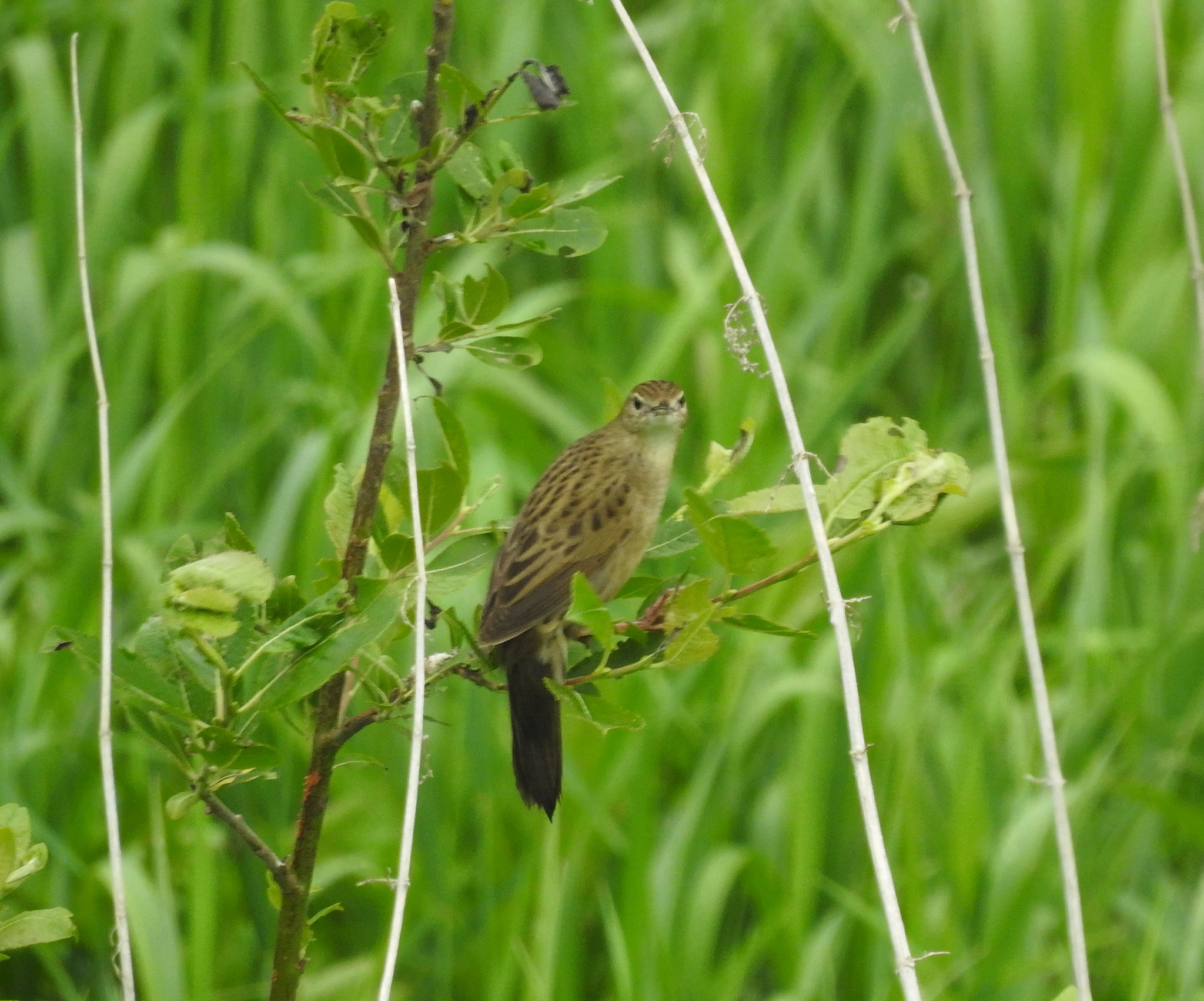 Common Grasshopper Warbler