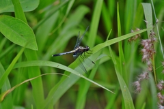 Erythrodiplax avittata