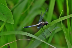 Erythrodiplax avittata