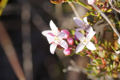 Boronia elisabethiae