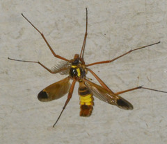 Ctenophora ornata