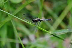 Erythrodiplax avittata