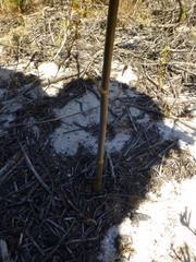Annesorhiza macrocarpa