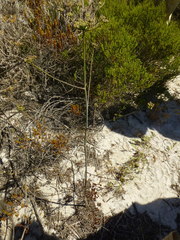 Annesorhiza macrocarpa