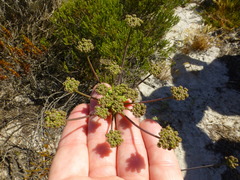 Annesorhiza macrocarpa