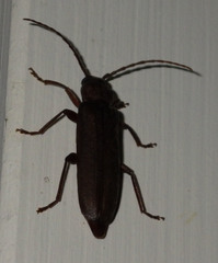 Arhopalus rusticus