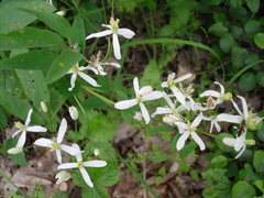 Clematis recta