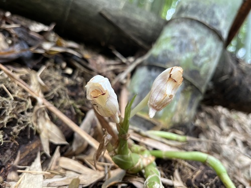 Striped jug flower orchid (Acanthophippium striatum)