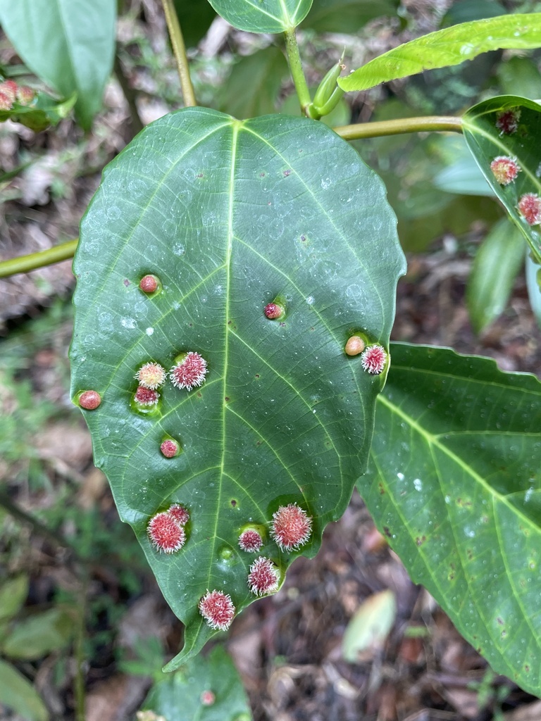 Pauropsylla udei
