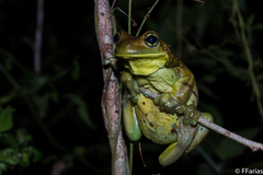 Trachycephalus dibernardoi