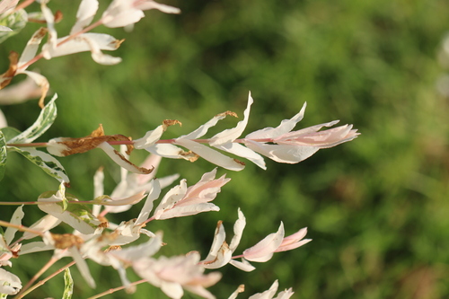 Image of Salix integra by (c) Rich Sommer, some rights reserved (CC BY)