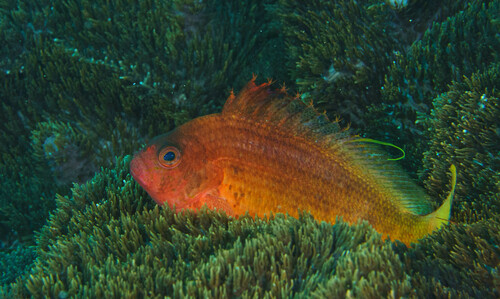 Lierstaart-koraalwachter (Cyprinocirrhites polyactis) — Cirrhitidae — 5