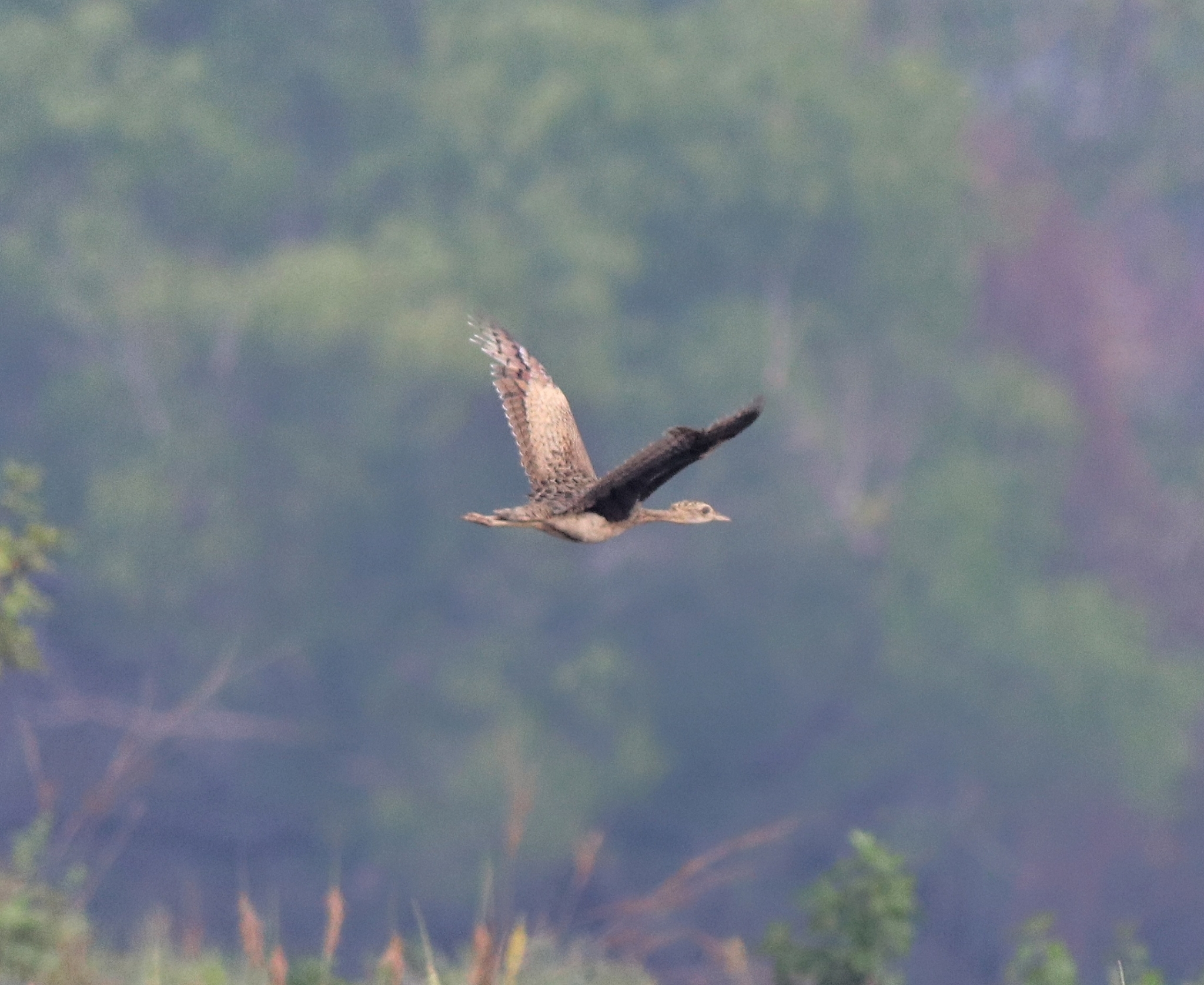 Lesser Florican (Sypheotides indicus), photo 2