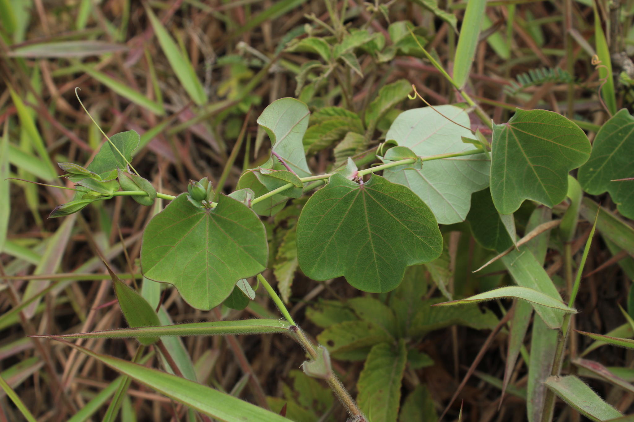 Passiflora dorisiae image