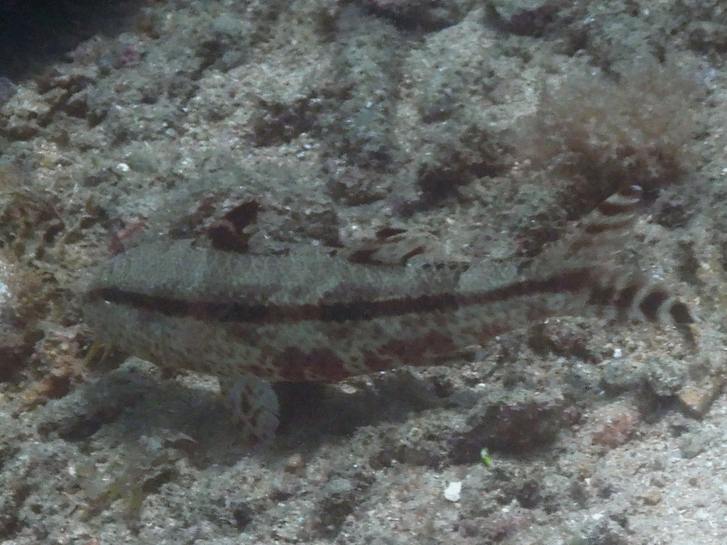 Heemstra's goatfish