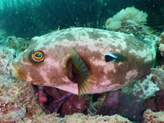 Arothron immaculatus