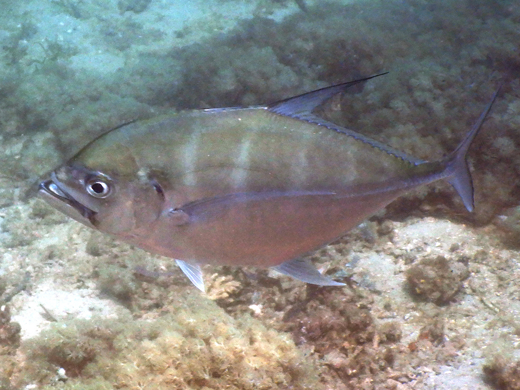 Cale Cale Trevally