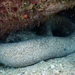 Snakemorays - Photo (c) Ewout Knoester, some rights reserved (CC BY-NC), uploaded by Ewout Knoester
