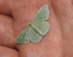 Phaiogramma etruscaria