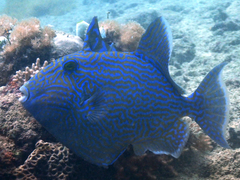 Pseudobalistes fuscus