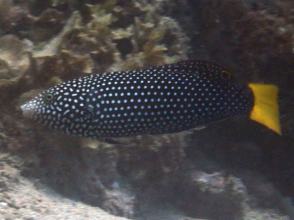 Spotted Wrasse