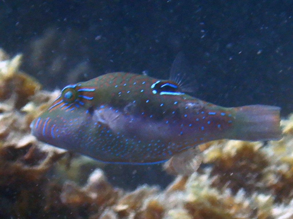 Bennett's sharpnose puffer