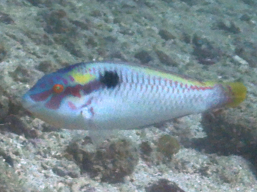Zigzag Wrasse