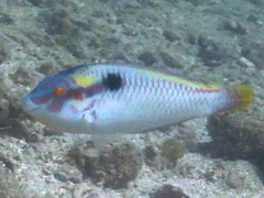 Halichoeres scapularis