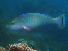Chlorurus atrilunula