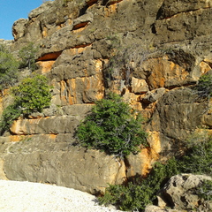 Ficus brachypoda