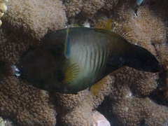 Amanses scopas