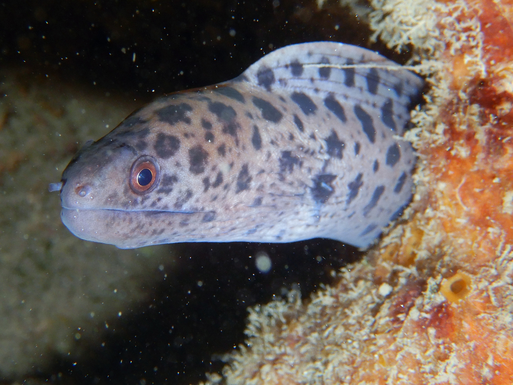 Giant moray