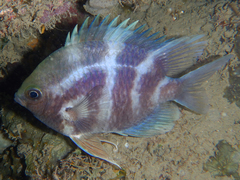 Amblyglyphidodon indicus