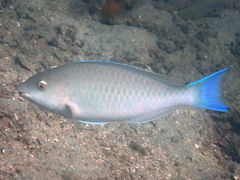 Candelamoa Parrotfish photo 4