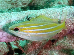 Lutjanus bengalensis