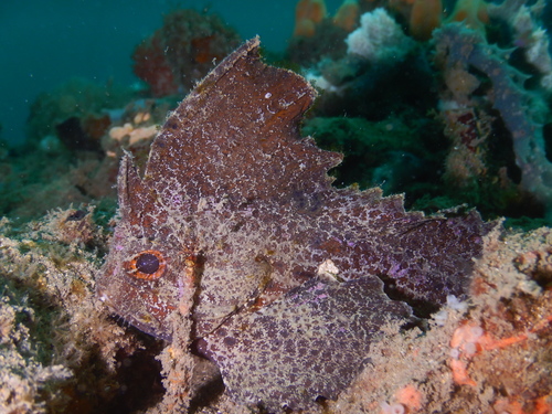Cockatoo waspfish (Ablabys binotatus) — Tetrarogidae