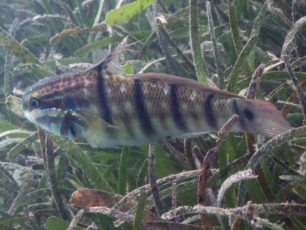 Whitelined Goby
