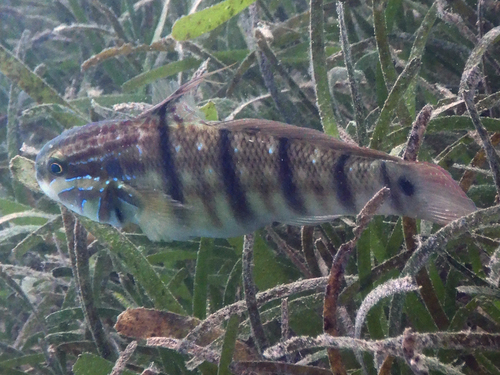 Whitelined Goby