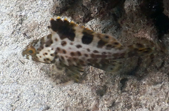 Epinephelus
