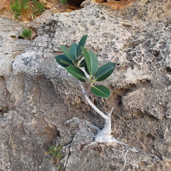 Ficus brachypoda