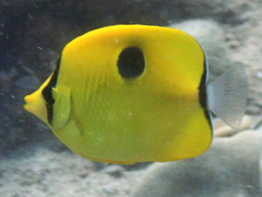 Chaetodon interruptus