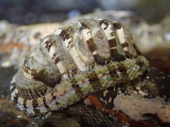 Sypharochiton sinclairi