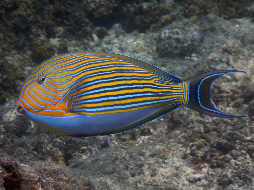 Lined surgeonfish