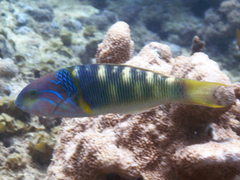 Thalassoma hebraicum