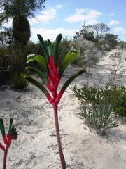 Anigozanthos manglesii