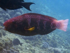 Chlorurus atrilunula